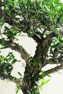 Drzewko bonsai