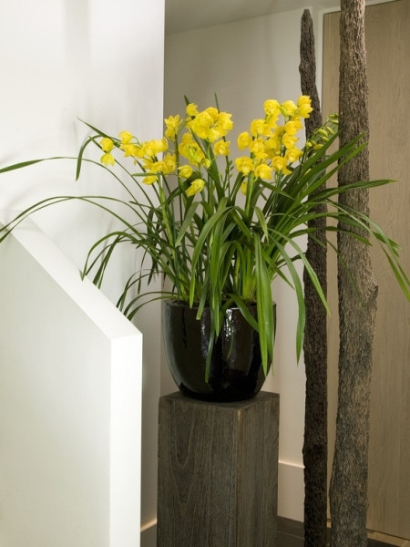 Storczyk dendrobium