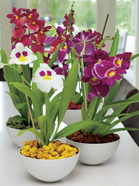 Storczyk miltonia