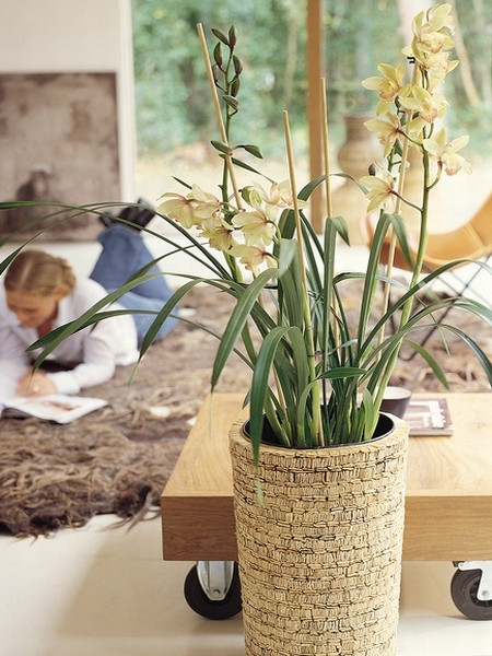 Storczyk cymbidium