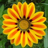 gazania, fot. Merve Toprak, SXC