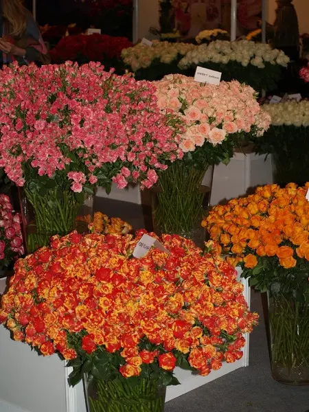 Flowers &amp; HorTech, fot. Paweł Romanowski