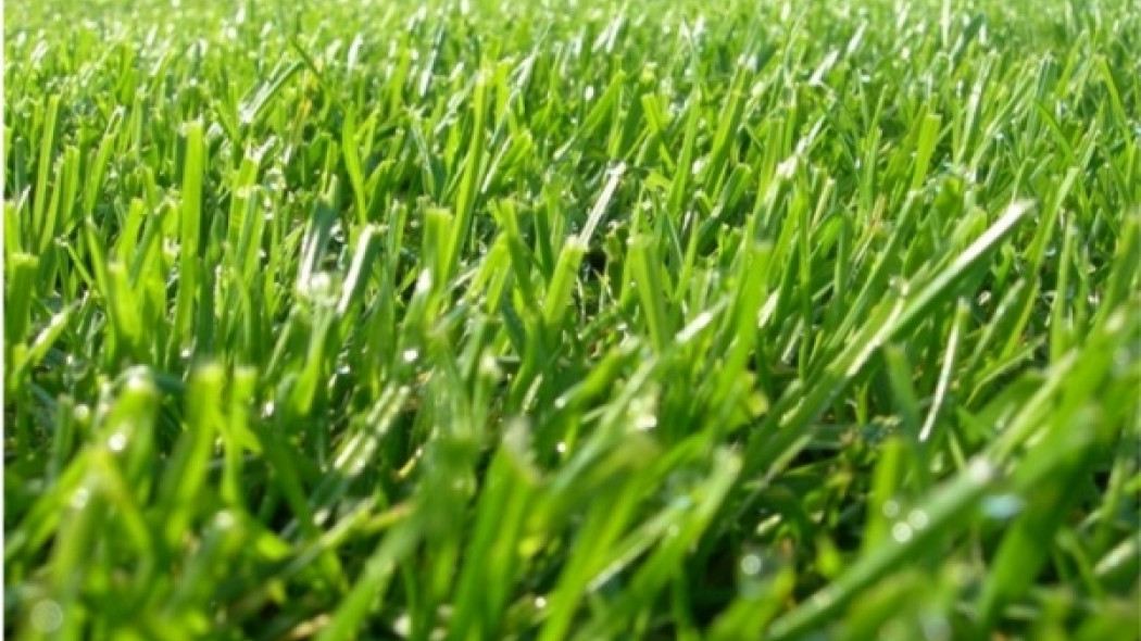 fot. Eurograss
