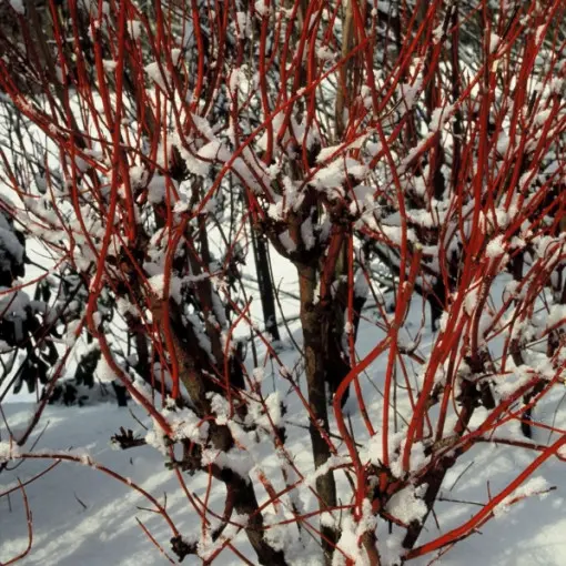 Dereń biały ‘Sibirica’