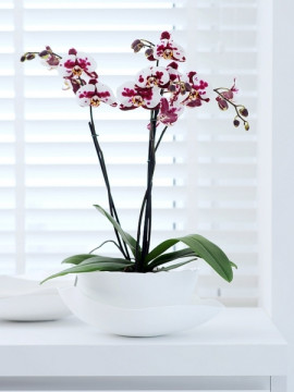 falenopsis