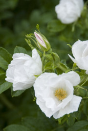 róża pomarszczona Alba fot. Plant Publicity Holland