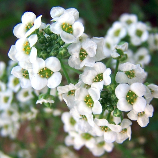 Smagliczka nadmorska / Lobularia