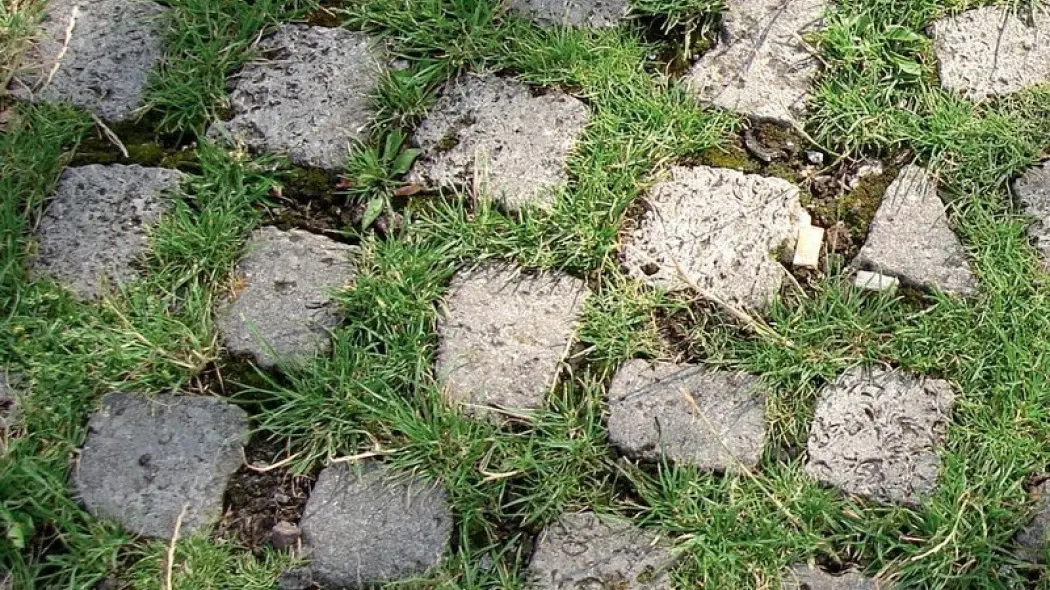 Chwasty na chodniku (fot. Budujemy dom 5/2013)