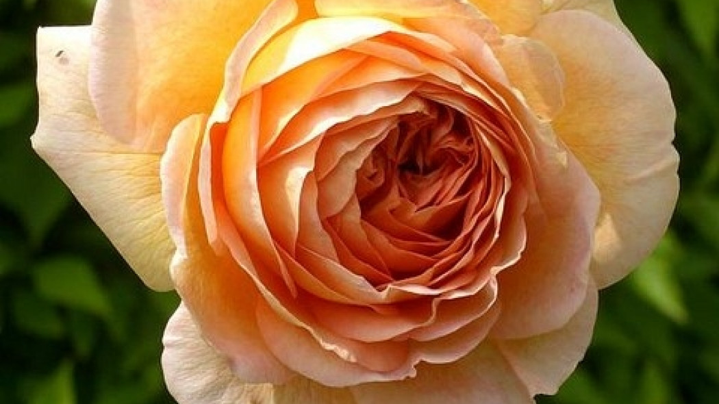 Róża ABRAHAM DARBY (Auscot)