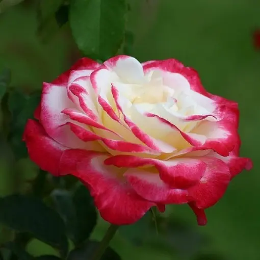 Róża 'Double Delight'