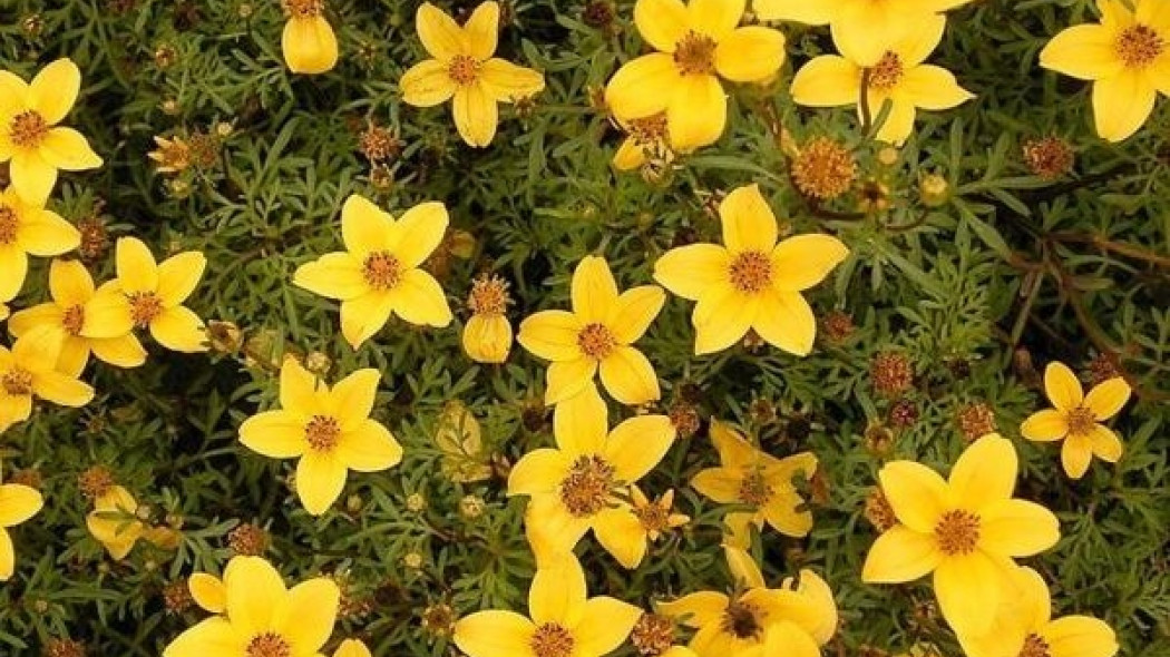Uczep rózgowaty (Bidens ferulifolia)