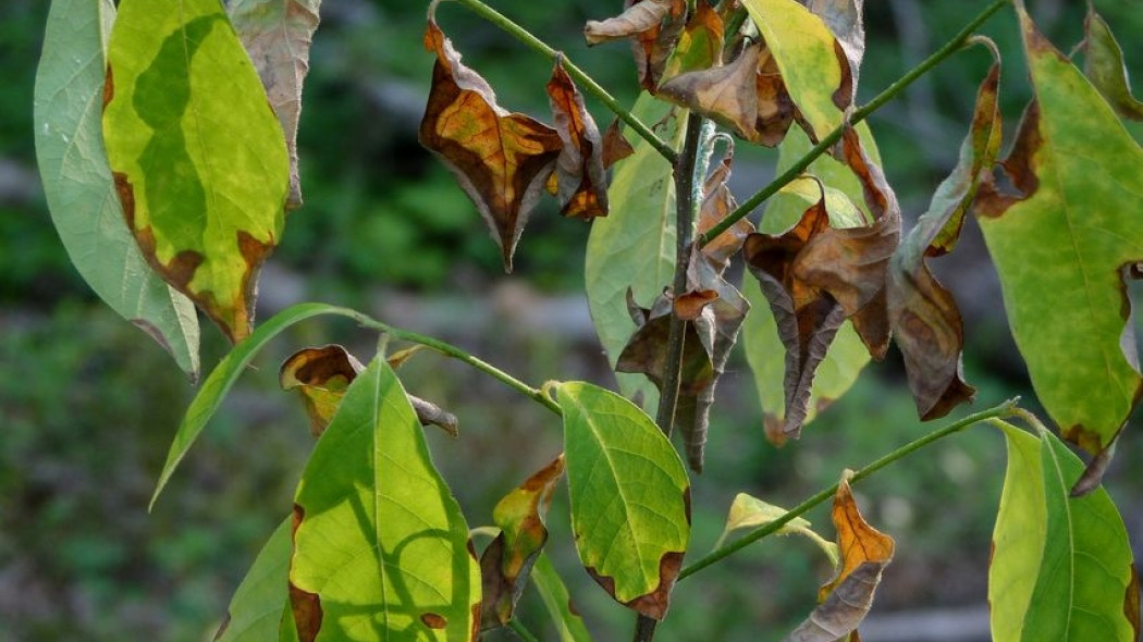 Ochrona borówki (fot. John B. Dendroica_cerulea, Wikimedia Commons)