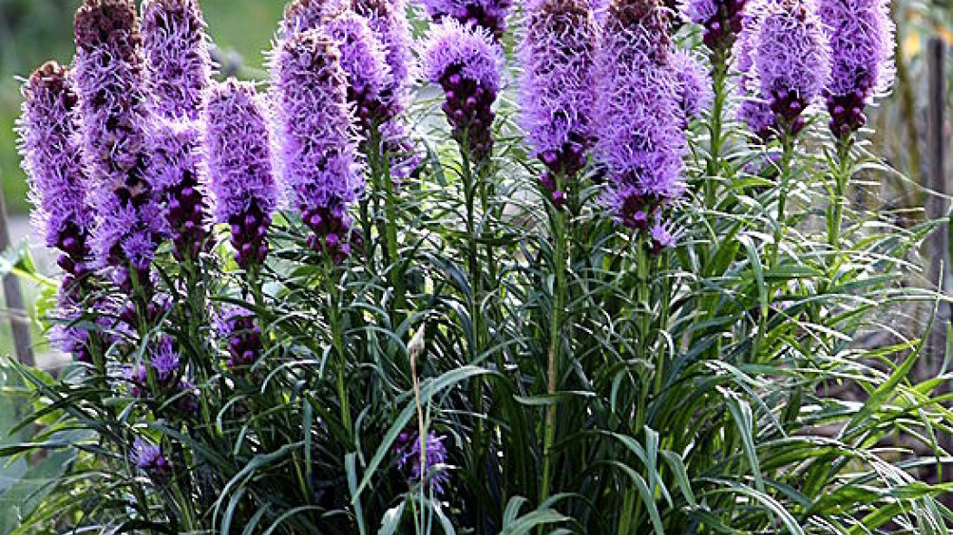 Liatra kłosowa (Liatris spicata), fot. Hedwig Storch, wikipedia.org