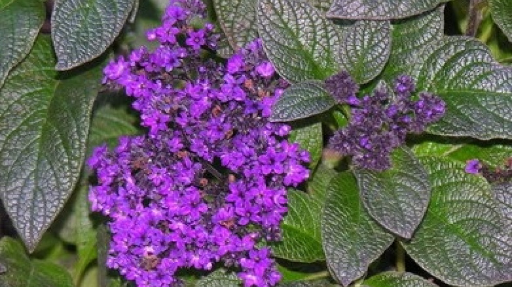 Heliotrop peruwiański