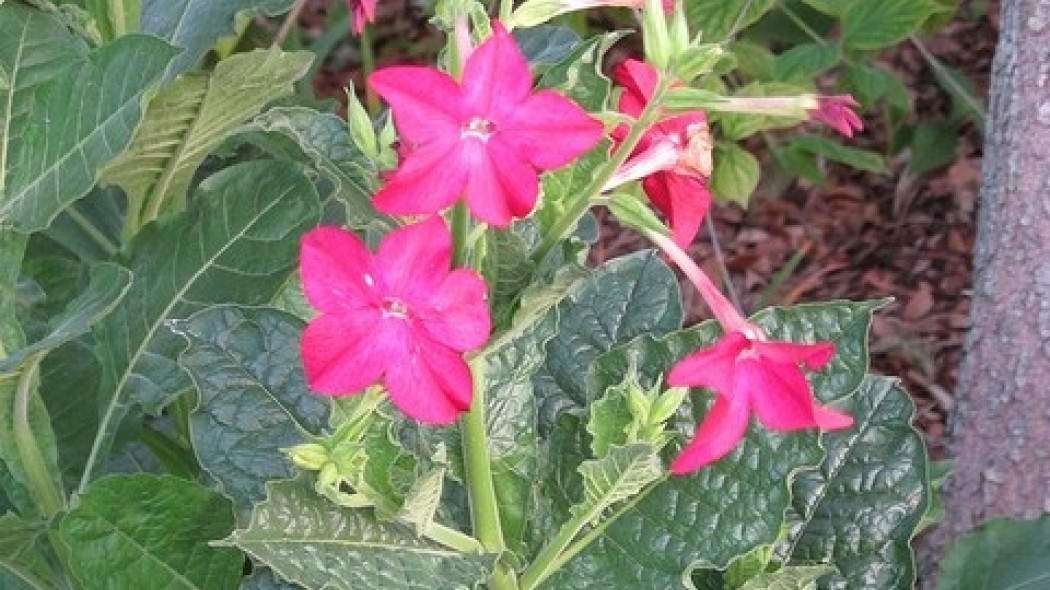 Tytoń oskrzydlony (Nicotiana alata)