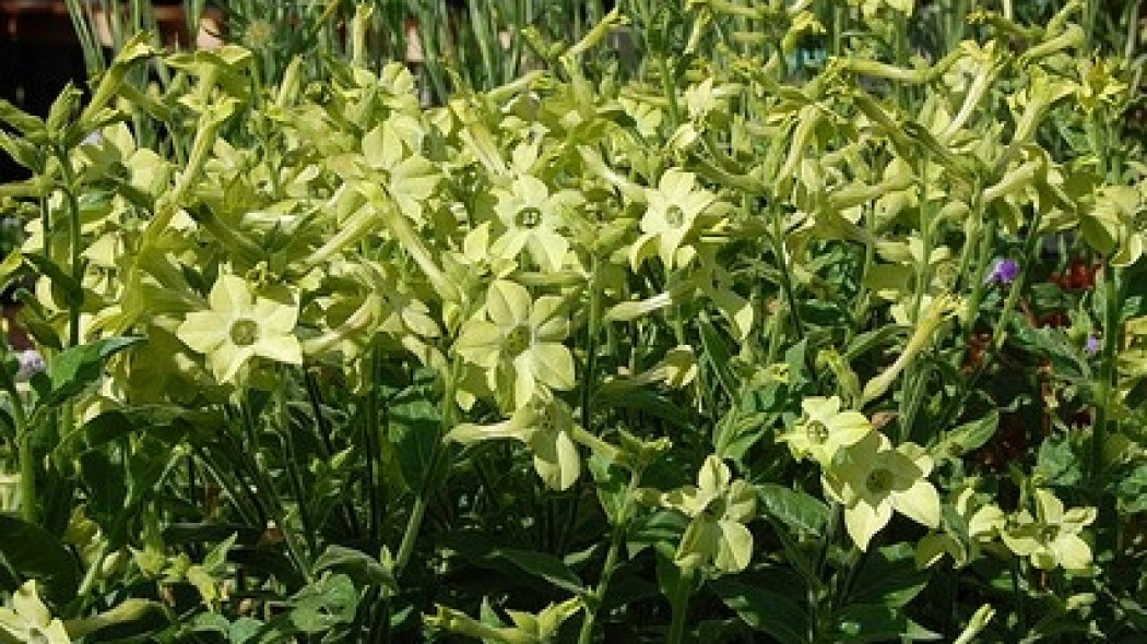 Tytoń oskrzydlony (Nicotiana alata)
