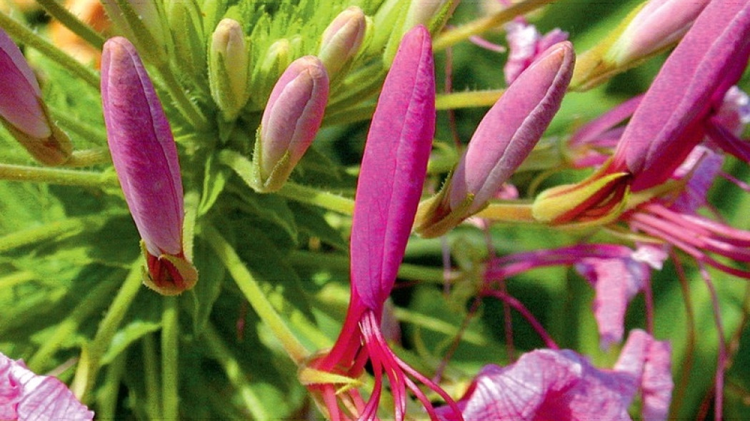 Kleome Cleome spinosa (fot. arch. Budujemy Dom)
