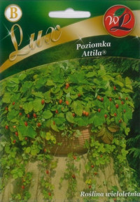 Nasiona poziomki Attila (fot. W. Legutko)