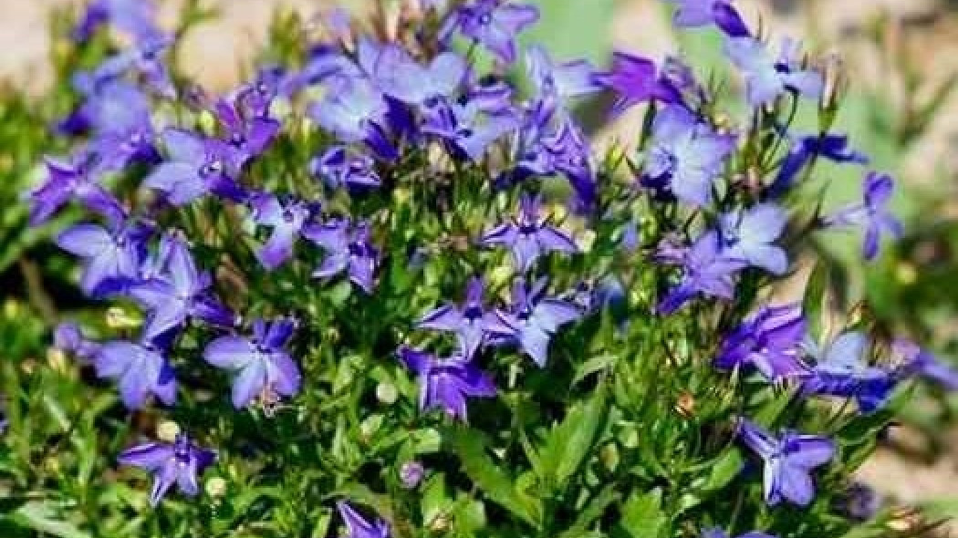 Jednoroczne rośliny ozdobne wysiewane od stycznia do kwietnia. Lobelia przylądkowa (fot. M. Mazzik)