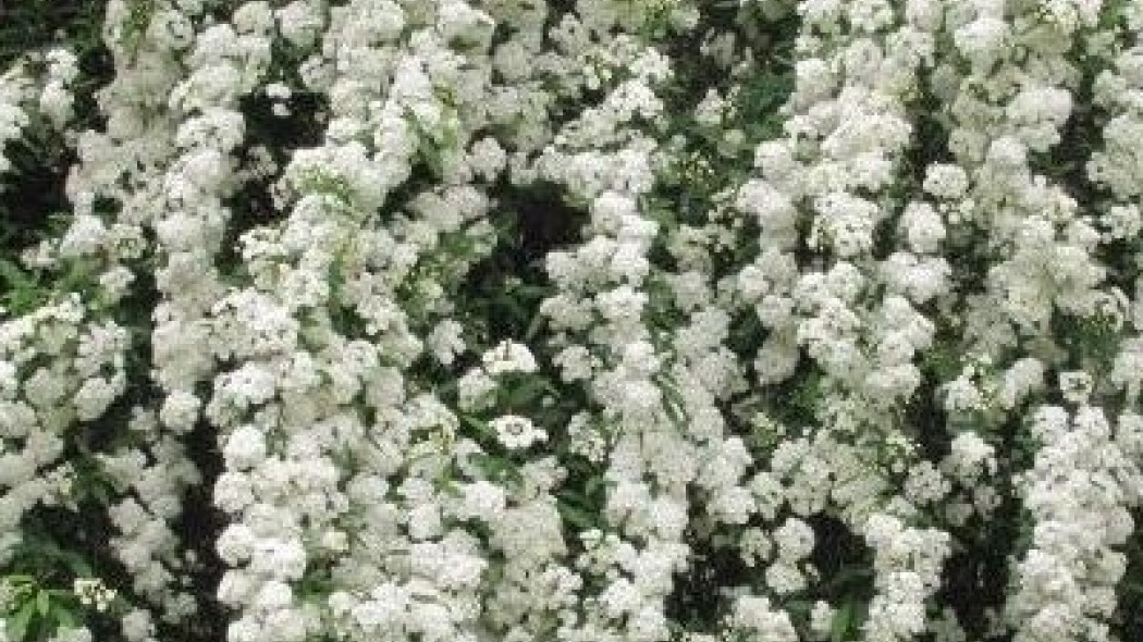 Tawuła wczesna (Spiraea arguta)