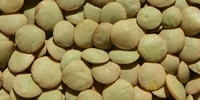 Nasiona soczewicy są duże i spłaszczone, fot. www.kielki.info