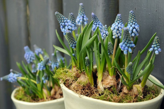 szafirki Blue Magic fot. iBulb