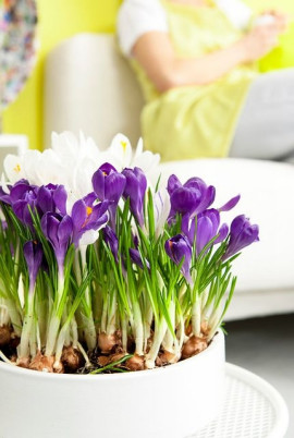 krokusy w doniczce Crocus vernus Remembrance