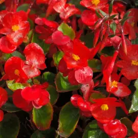 begonia wiecznie kwitnąca fot. Hans Braxmeier Pixabay
