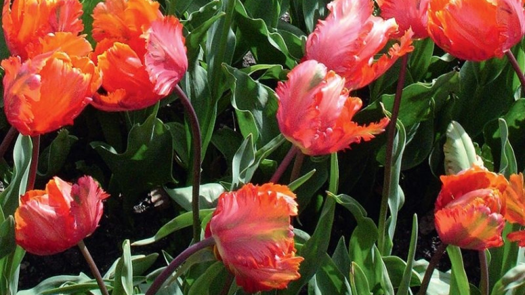 tulipany fot. Małgorzata Szymańska