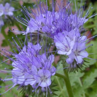 zielony nawóz facelia fot. Zanchetta Fabio CC BY-SA 2.5 Wikimedia Commons