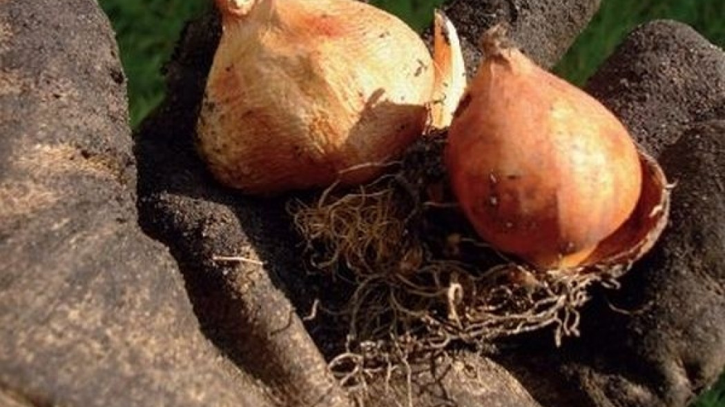 Kiedy sadzić cebule tulipanów i krokusów