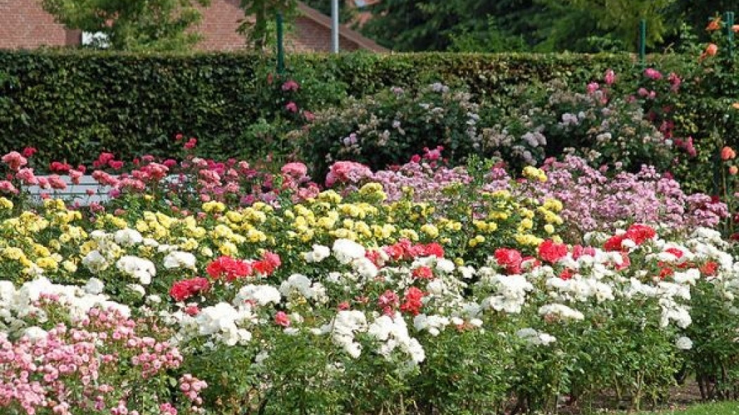 rosarium fot. Huhu Uet CC-BY-3.0 Wikimedia Commons
