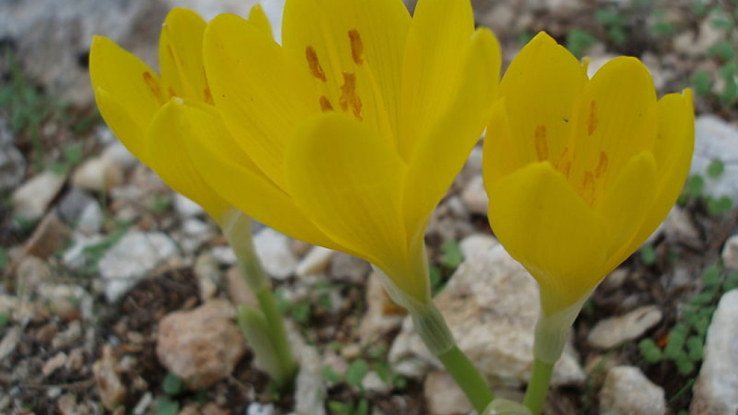 sternbergia żółta fot. Man77 CC-BY-SA-3.0 Wikimedia Commons