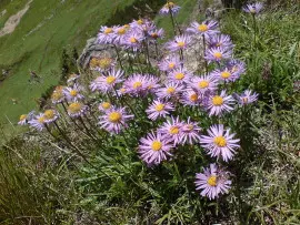 aster alpejski fot. Fritzelblitz CC-BY-SA-3.0 Wikimedia Commons