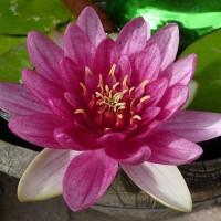 lilia wodna fot. Thomas Loyen Pixabay Public Domain CC0