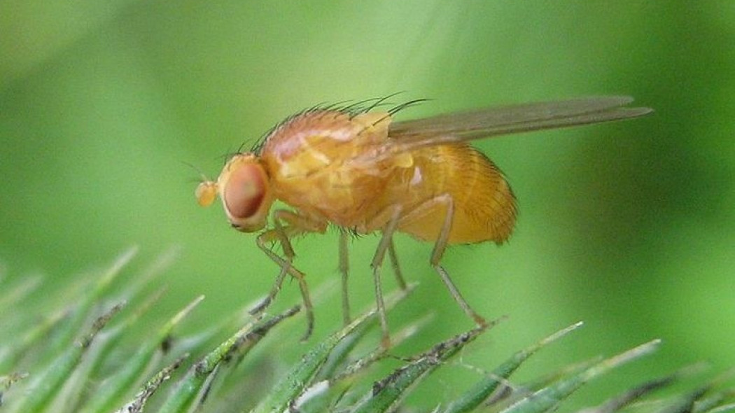 muszka owocówka fot. Botaurus Public domain Wikimedia Commons