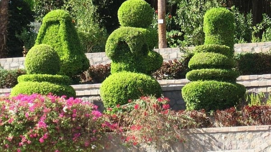 topiary rośliny formowane fot. Martyn E. Jones SXC
