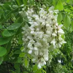 robinia fot. Botaurus Public Domain Wikimedia Commons