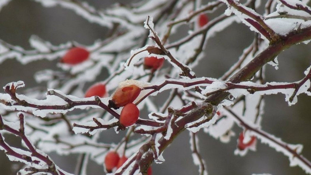 pnącze zima fot. LoggaWiggler Pixabay