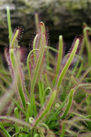 Rosiczka (Drosera), fot. kwiatyozdobne.pl