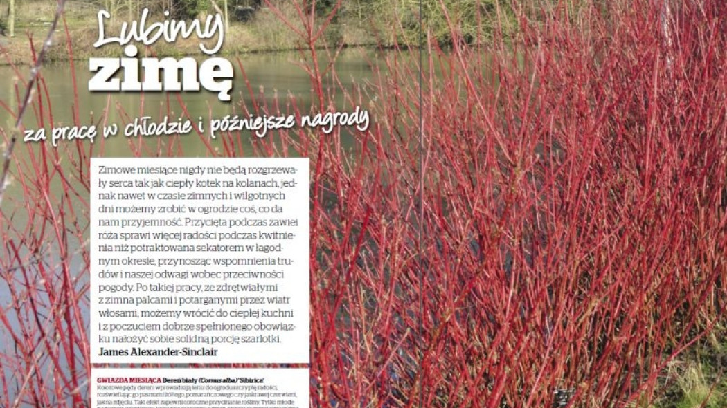 Rośliny dekoracyjne zimą