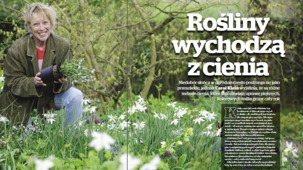 rośliny wychodzą z cienia