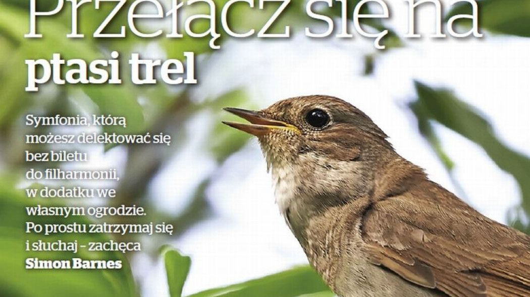 przełącz sie na ptasi trel