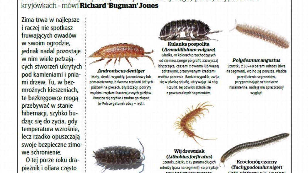 Przewodnik po robakach