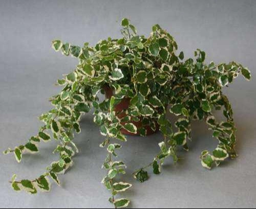 Ficus pumila 'Bellus'