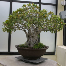 bonsai fikus fot. Cliff CC BY 2.0 Flickr