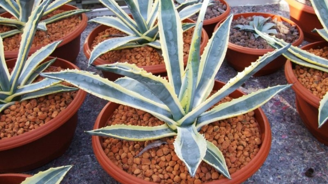 Agave americana variegata fot. Sylwia Hennek