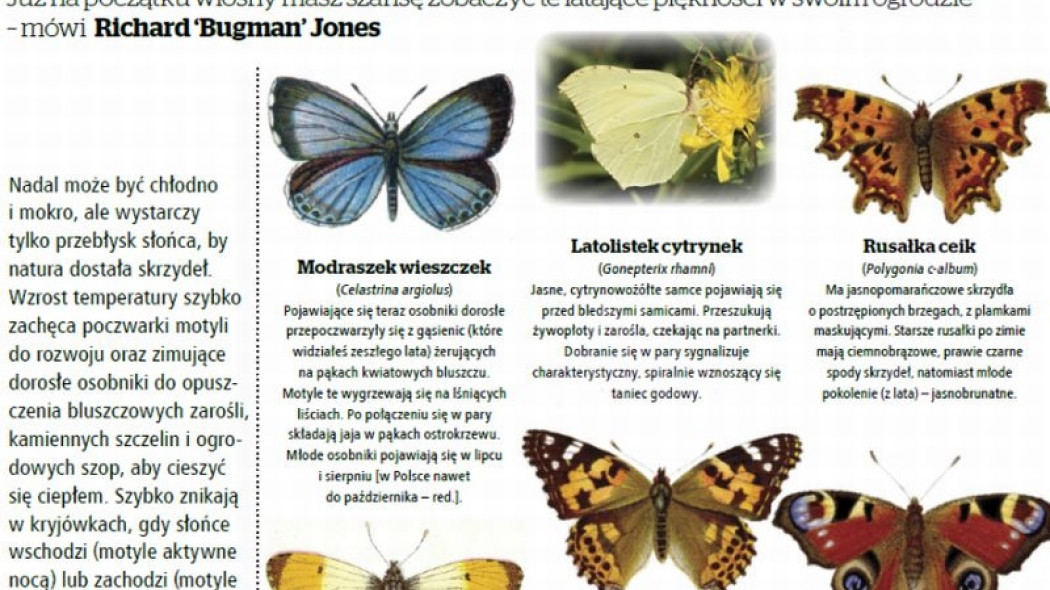 przewodnik po motylach