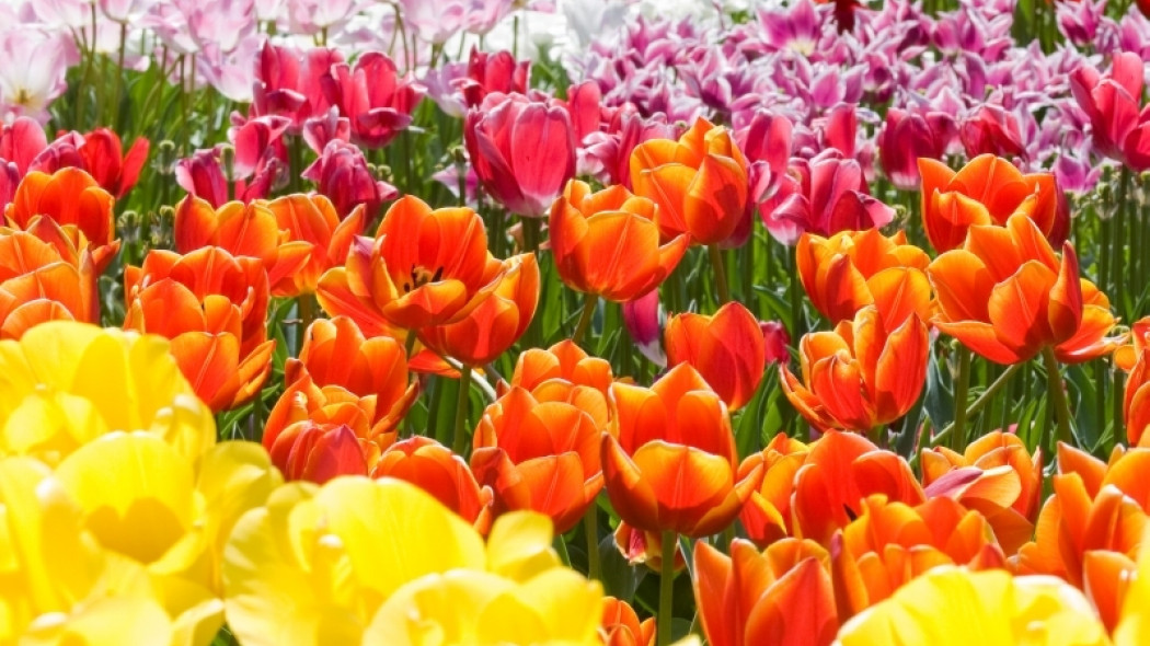 tulipany fot. Makio Kusahara Freeimages