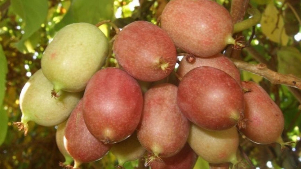 aktinidia mini kiwi fot. Anna Bieniek